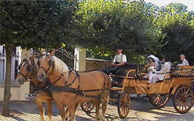 Photo de Location de calèche : Attelages Comtois / Versailles