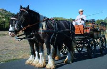 PONEY EXPRESS ATTELAGE : Location de Calèche 13