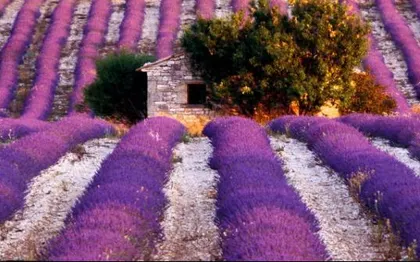 Photo de Vincent FORMICA - Photographe  Artiste Auteur