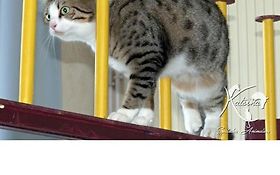 Photo de Katsina Spectacles Animaliers / Grand Ouest