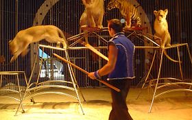 Photo de CIRQUE DE ROME - SPECTACLE DE CIRQUE - LAVAL - ALENCON - LE MANS