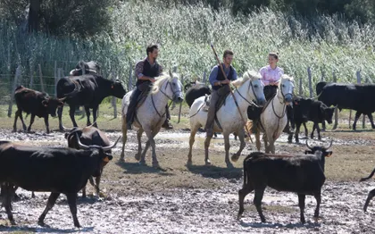 Photo de MANADE TOURNEBELLE : SPECTACLE EQUESTRE, LOCATION DE SALLE /AUDE