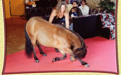 Photo de Anim'Al - Spectacle de dressage d'Animaux - COMBOURG - DINAN - RENNES