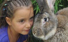 Photo de FERME ITINERANTE  LES ZART NIMAUX  PEDAGOGIQUE ET ARTISTIQUE  ANIMAUX 
