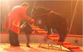 Photo de FESTIVAL EN CIRQUE - SPECTACLE DE CIRQUE - ANIMAUX SAVANTS - JONGLEUR - ANTIPODISTE - HAZEBROUCK 