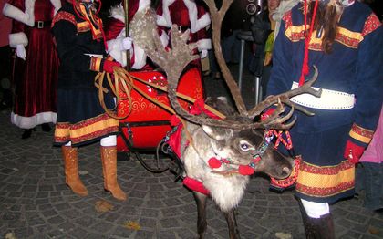 Photo de Location d Animaux et Organisation de marche de Noel - NORD