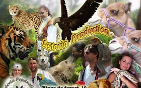 Photo de Spectacle et Location de Singe, Perroquets, Loups Bruxelles / BELGIQUE