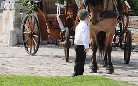 Photo de A Cheval un Point c'est Tout - Location de Calèche - Civry la Forêt