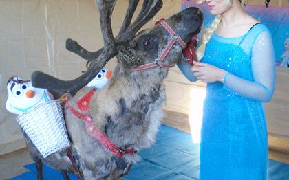 Photo de Rennes du Père Noel : ARBRE DE NOEL,SPECTACLE AVEC ANIMAUX / 82